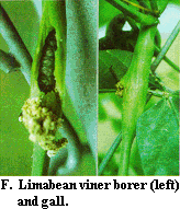 Figure F. Limabean viner borer (left) and gall.