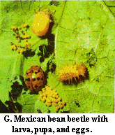 Figure G. Mexican bean beetle with larva, pupa, and eggs.