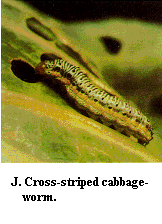 Figure J. Cross-striped cabbageworm.