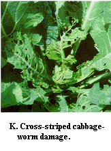 Figure K. Cross-striped cabbageworm damage.