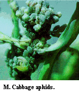 Figure M. Cabbage aphids.