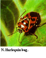 Figure N. Harlequin bug.