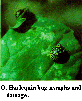 Figure O. Harlequin bug nymphs and damage.