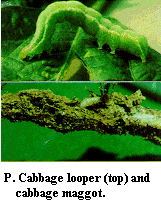 Figure P. Cabbage looper (top) and cabbage magnet.