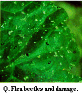 Figure Q. Flea beetles and damage.