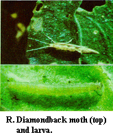 Figure R. Diamonback moth (top) and larva.