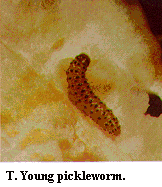 Figure T. Young pickleworm.