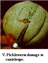 Figure V. Pickleworm damage to cantaloupe.