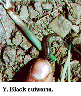 Figure Y. Black cutworm.
