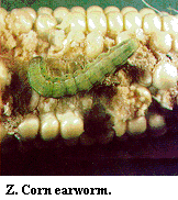 Figure Z. Corn earworm.
