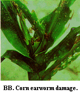 Figure BB. Corn earworm damage.