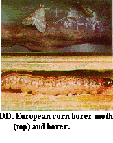 Figure DD. European corn borer moth (top) and borer.