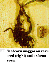 Figure EE. Seedcorn maggot on corn seed (right) and on bean root