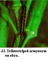 Figure JJ. Yellowstriped armyworm on okra.
