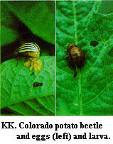 Figure KK. Colorado potato beetle and eggs (left) and larva.