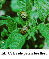 Figure LL. Colorado potato beetles.
