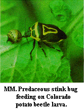 Figure MM. Predaceous stink bug feeding on Colorado potato beetl