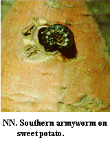Figure NN. Southern armyworm on sweetpotato.