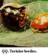 Figure QQ. Tortoise beetles.