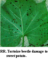 Figure RR. Tortoise beetle damage to sweetpotato.