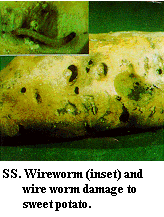 Figure SS. Wireworm (inset) and wireworm damage to sweetpotato.