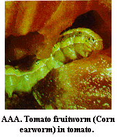 Figure AAA. Tomato fruitworm (corn earworm) in tomato.