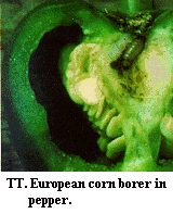 Figure TT. European corn borer in pepper.