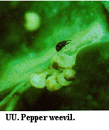 Figure UU. Pepper weevil.