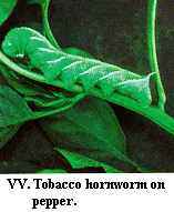 Figure VV. Tobacco hornworm on pepper.
