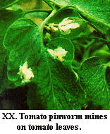 Figure XX. Tomato pinworm mines on tomato leaves.