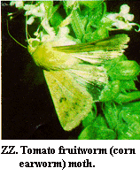 Figure ZZ. Tomato fruitworm (corn earworm) moth.