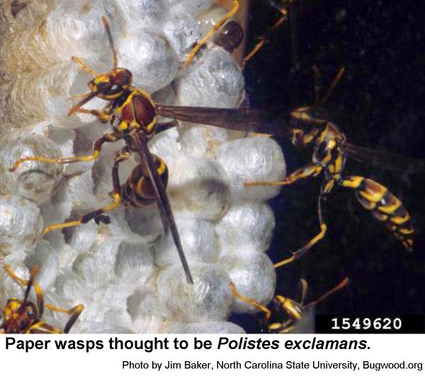 Thumbnail image for Paper Wasps for Caterpillar Management in the Landscape