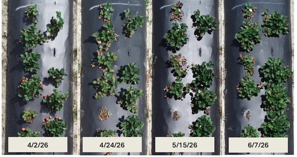 Collage of photos of row of strawberry plants on different dates from April into June
