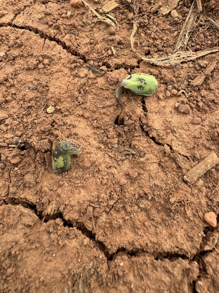 Figure 6. Rhizoctonia seedling blight causing post-emergence damping-off