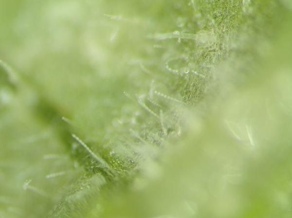 Powdery mildew spores in chains on leaf tissue
