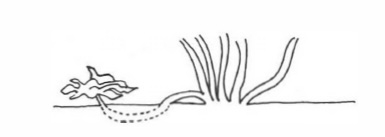 Drawing shows leftmost branch bent under soil with sprout or sucker extending above soil