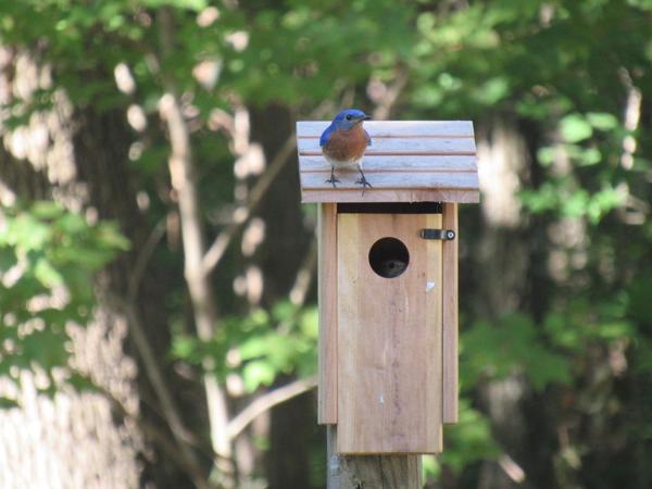 Photo of bird nest box