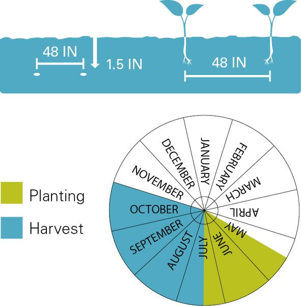 Chart illustrating planting/harvest timeline as well as planting depth for pumpkins