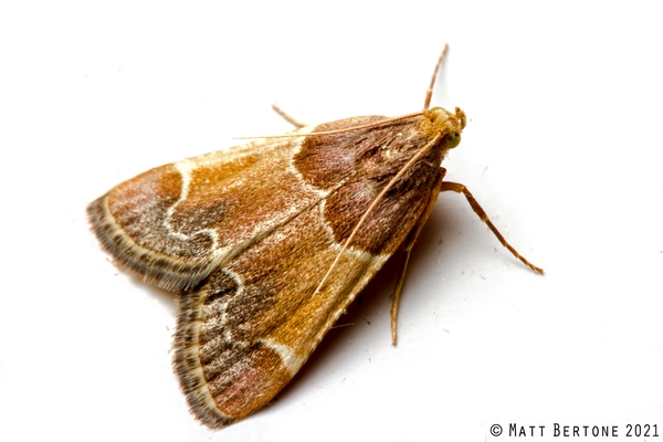 A triangular moth with three thick bands of various browns