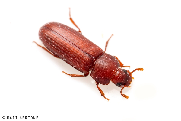 A long red beetle with clubbed antennae