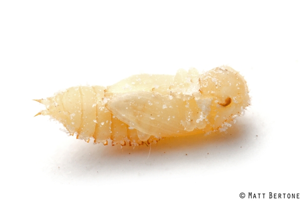 A small pale pupa that looks like a developing adult