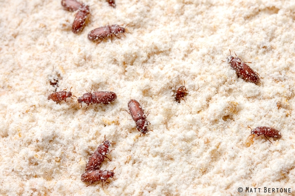 small red beetles in flour