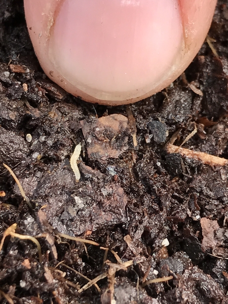 Red-headed flea beetle larva next to finger tip