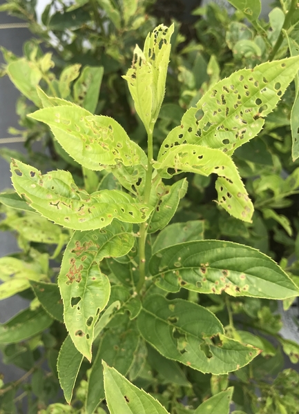 Red-Headed Flea Beetle Management in Container Nurseries | NC