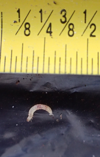 RHFB larva next to measurement markings