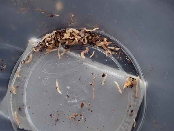 Plastic lid with large numbers of red-headed flea beetle larvae