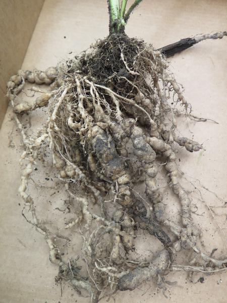 Root knot nematode on tomato roots