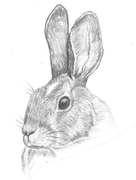 Pen illustration  of a Eastern cottontail rabbit.