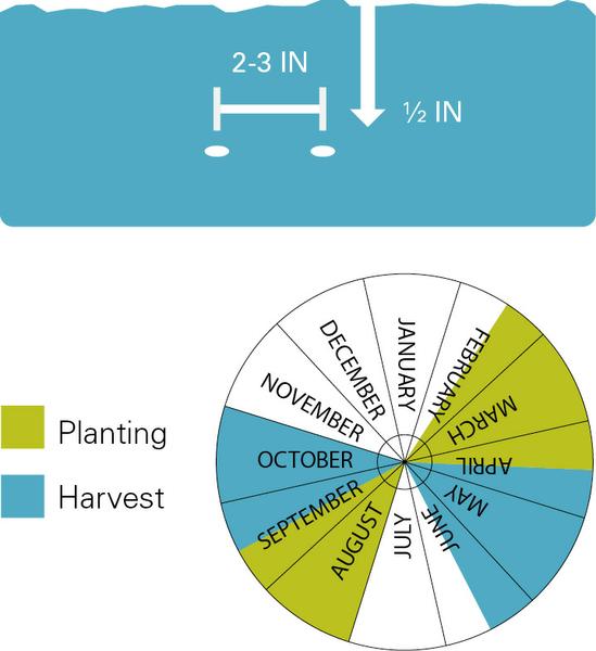 Radish planting and harvest dates.