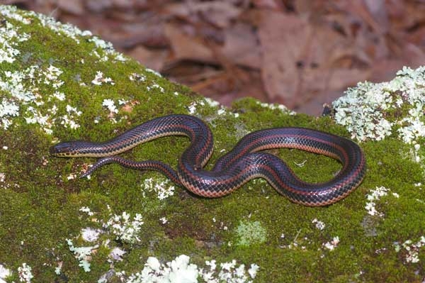 Smooth bluish-black snake with three reddish longitudinal stripes along the back.